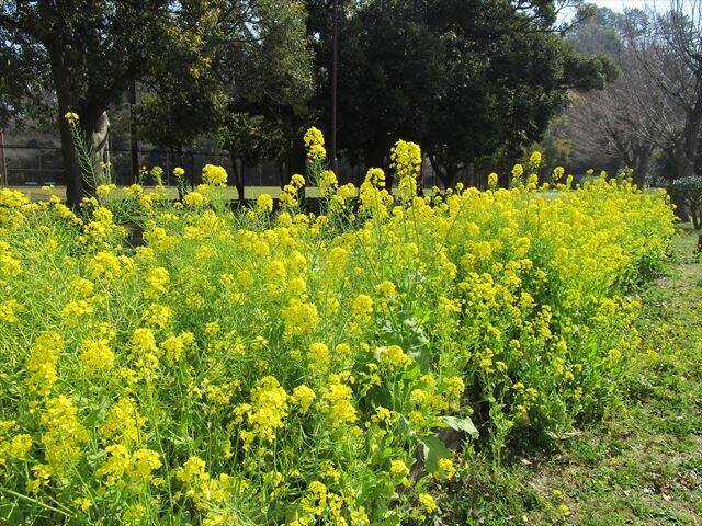 野球場横菜の花.jpg