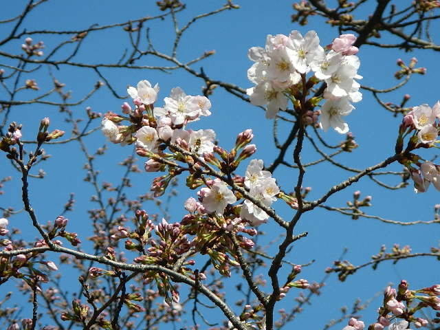 310322開花.jpg