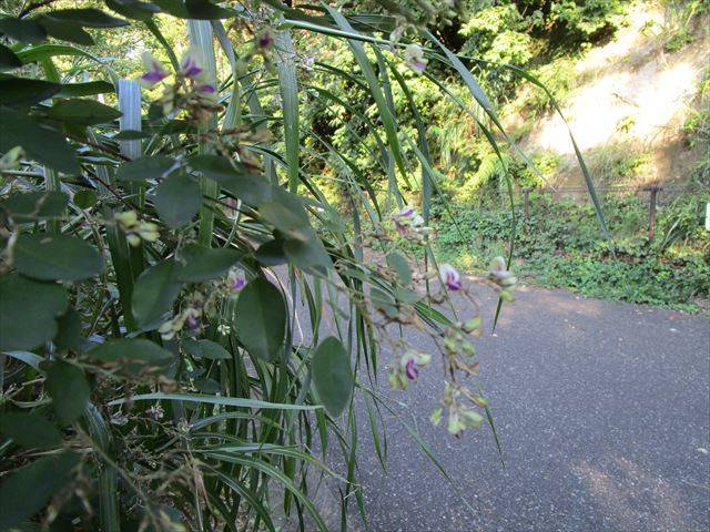 野島山園路ハギ.jpg