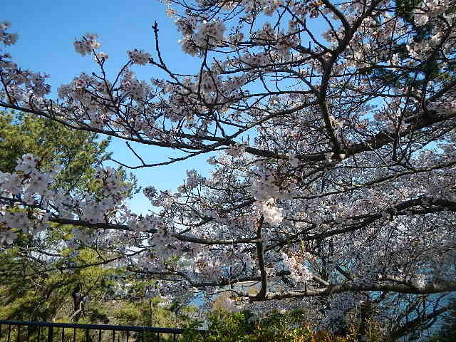 310402花.jpg