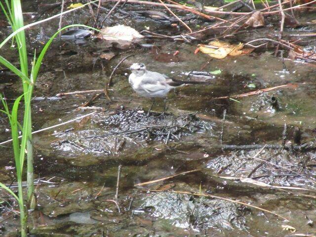 ビオトープ鳥.jpg