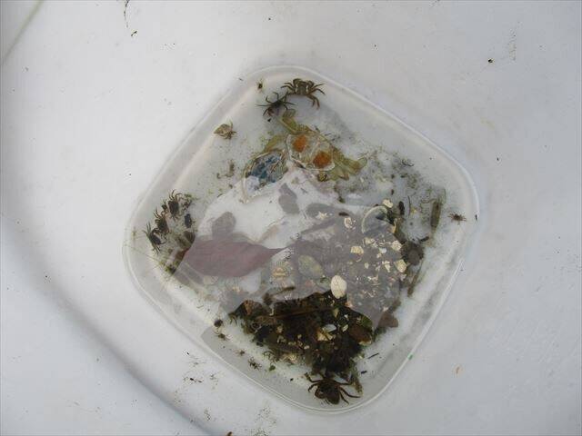 干潟の生き物.jpg