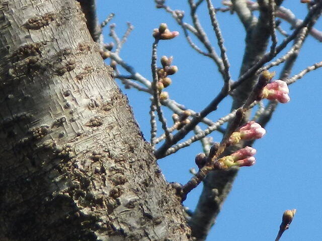 3月18日基準木蕾.jpg