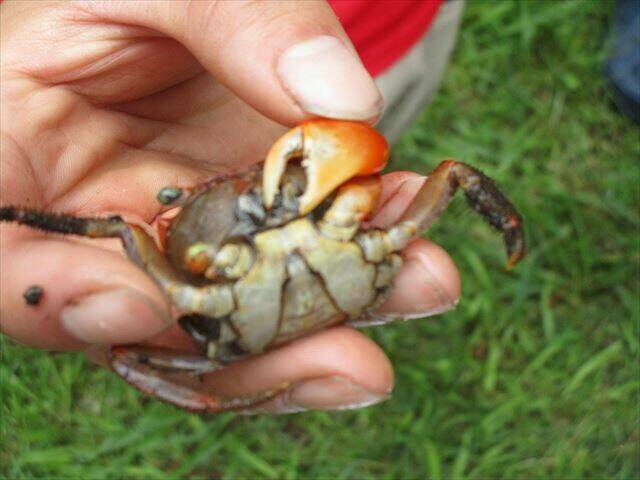 アカテガニの雄.jpg