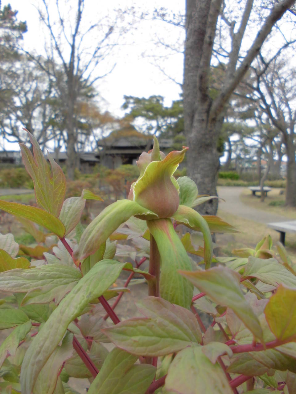 ぼたん_花競2.jpg