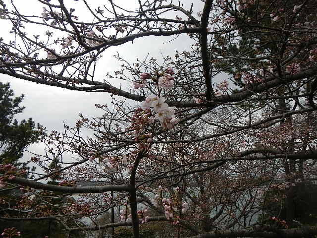 310323花.jpg