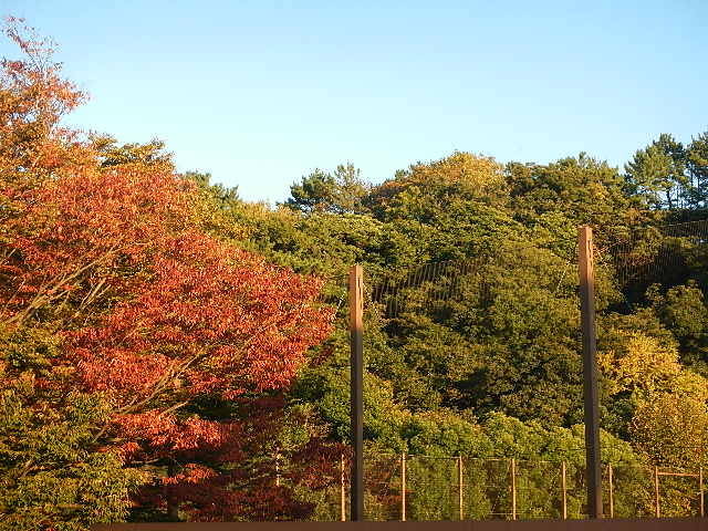 野球場の紅葉.jpg