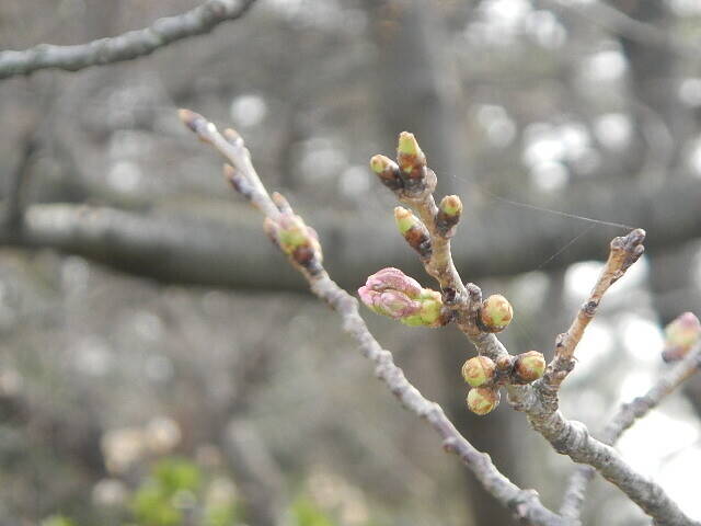 3月13日基準木つぼみ1.jpg