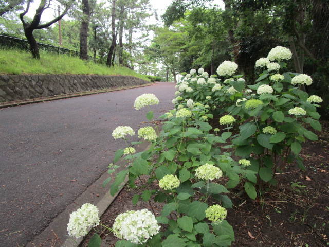 300531あじさい7.jpg