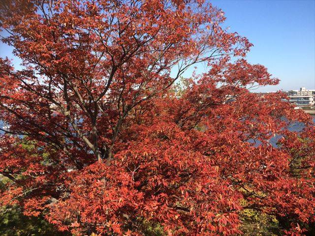 室の木もみじ_R.jpg