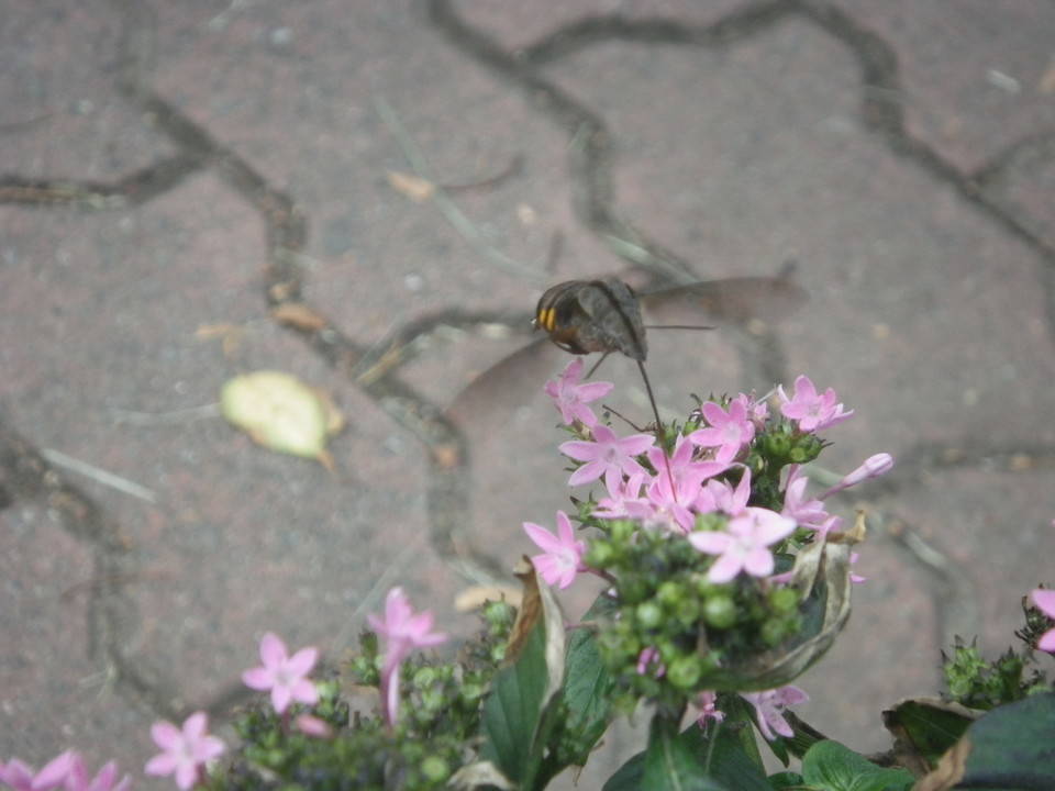 IMGP0016.jpg