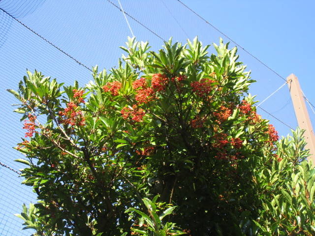 290731夏サンゴジュ