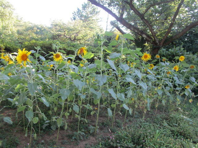 290731夏ひまわり