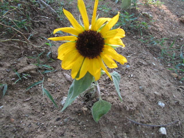 290731夏ミニヒマワリ