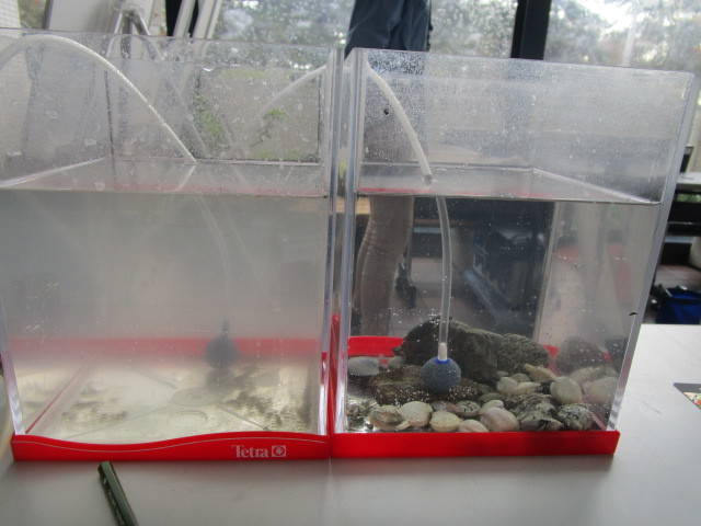 291119あさり水質浄化