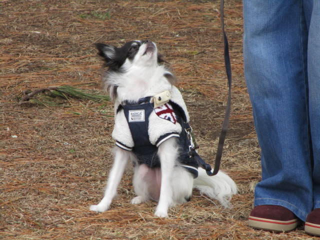 300119愛犬3
