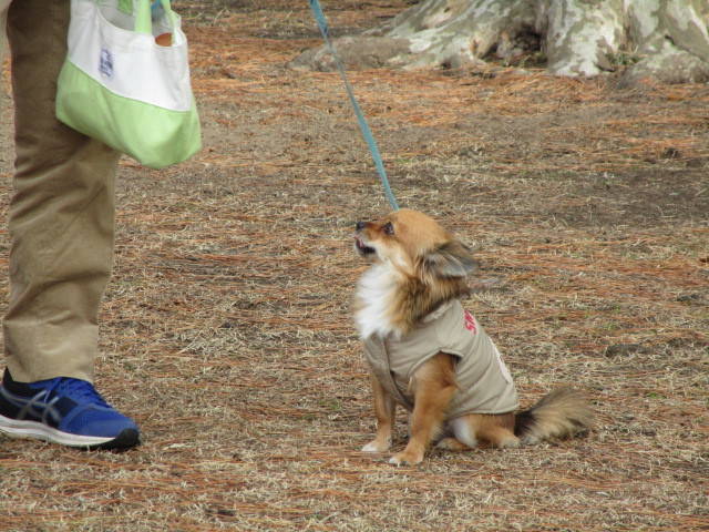 300119愛犬2
