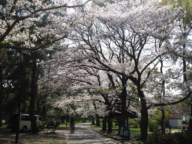 300327サクラ情報　研修センター~南口園路