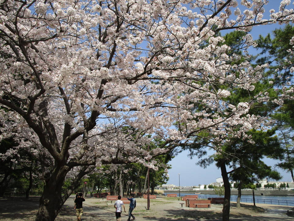 300327サクラ情報　BBQ場