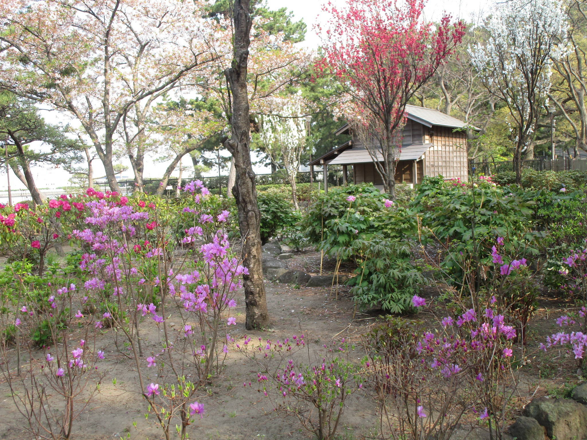 300402ミツバツツジ