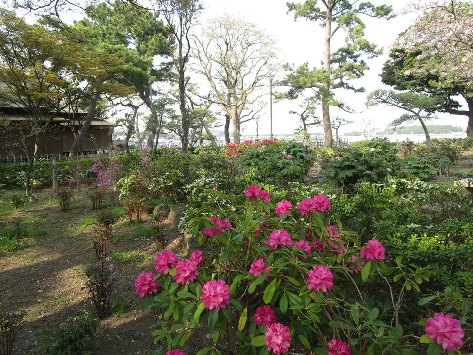 300402シャクナゲ