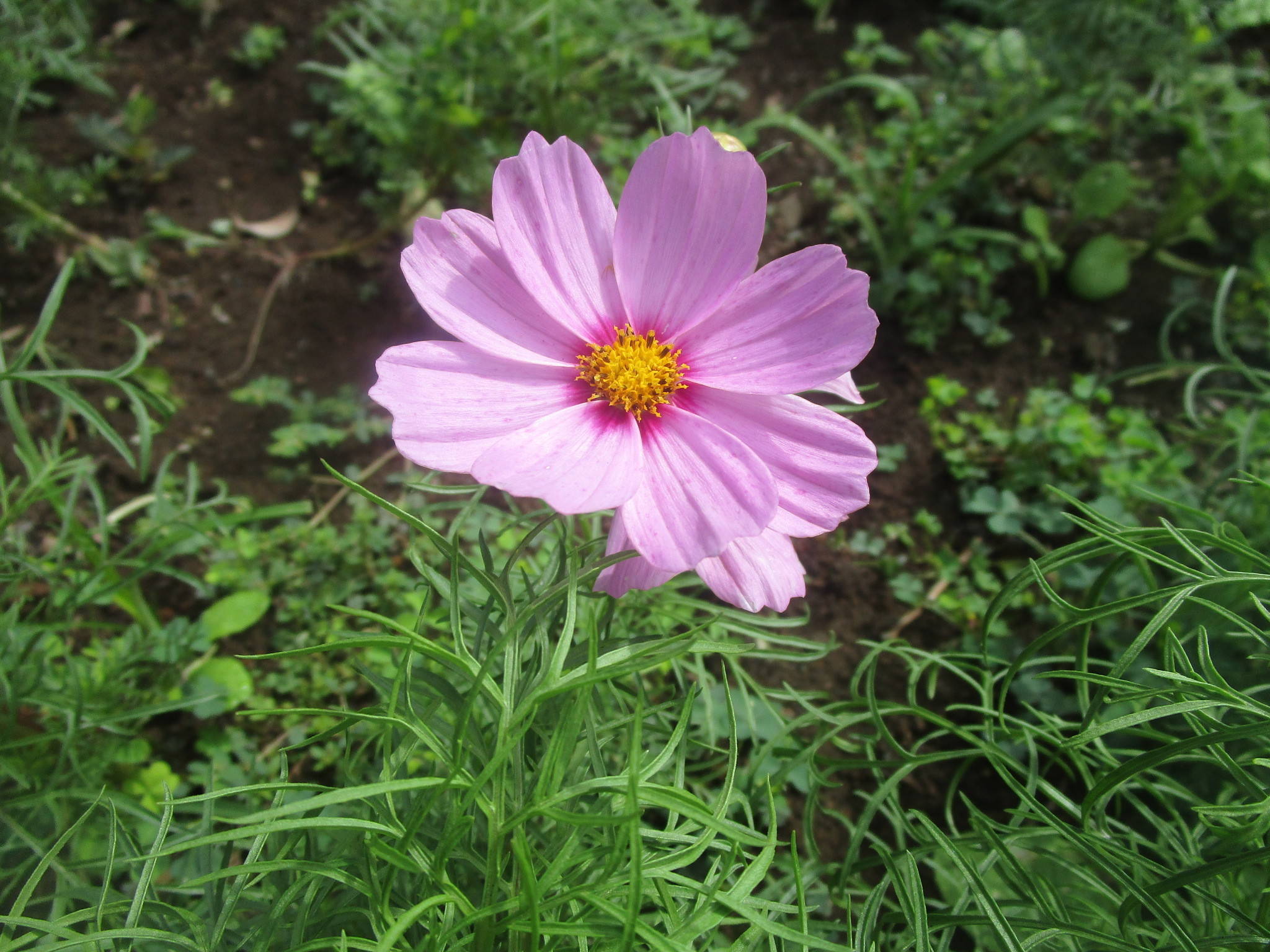 300730コスモス２