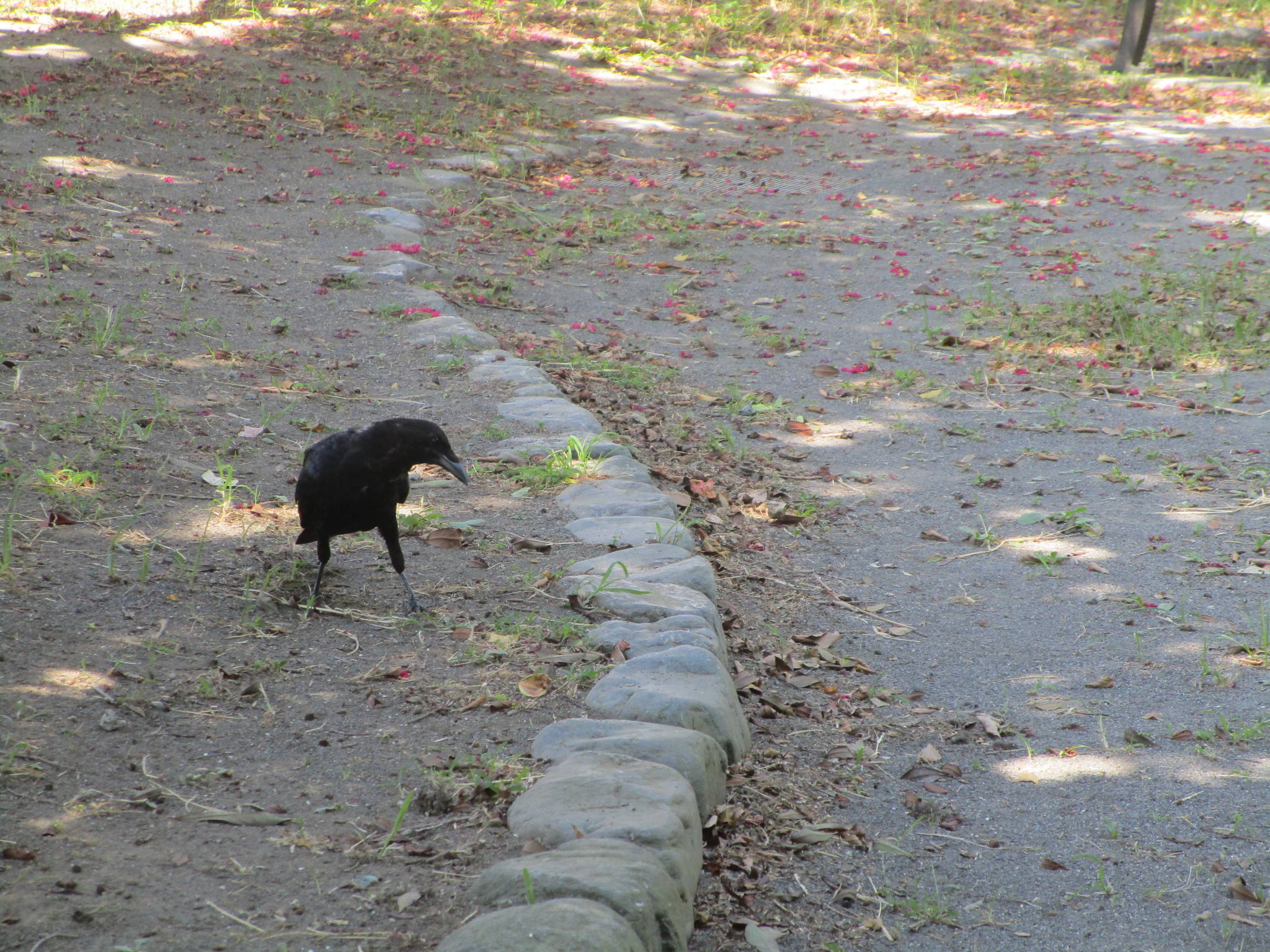 300830カラス