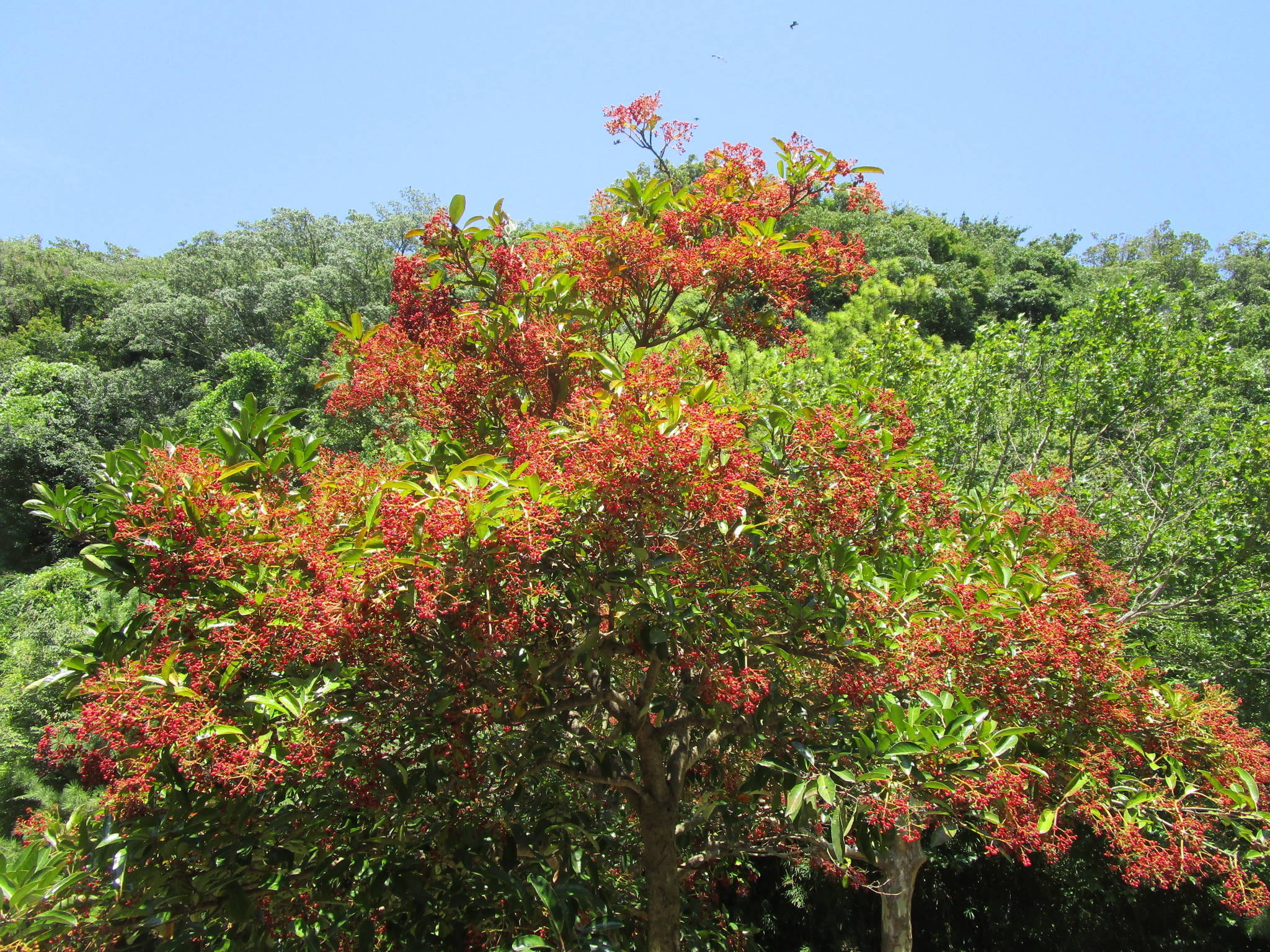 300830サンゴジュ