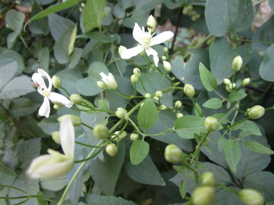 300830センニンソウ