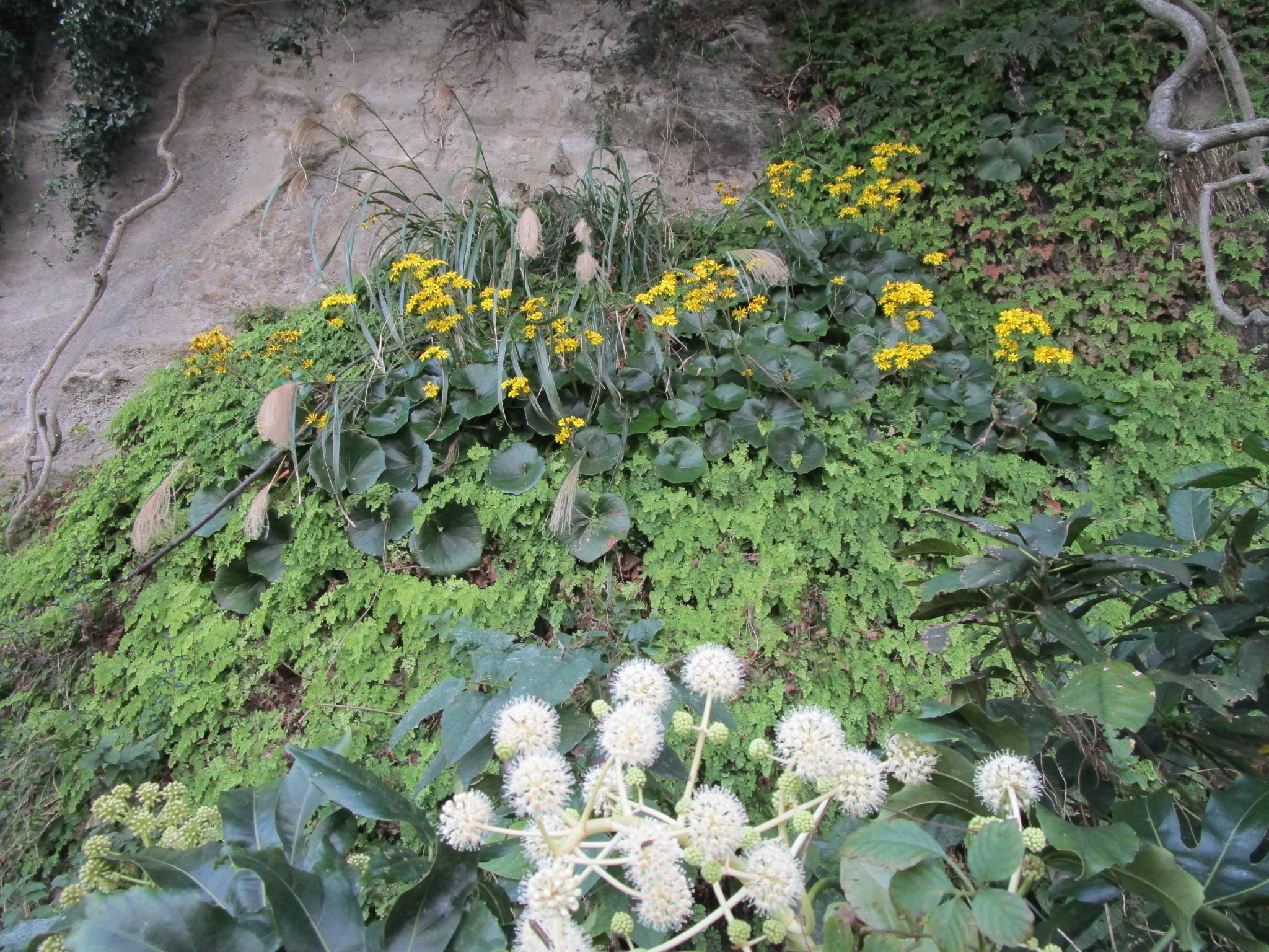 301116ツワブキススキ