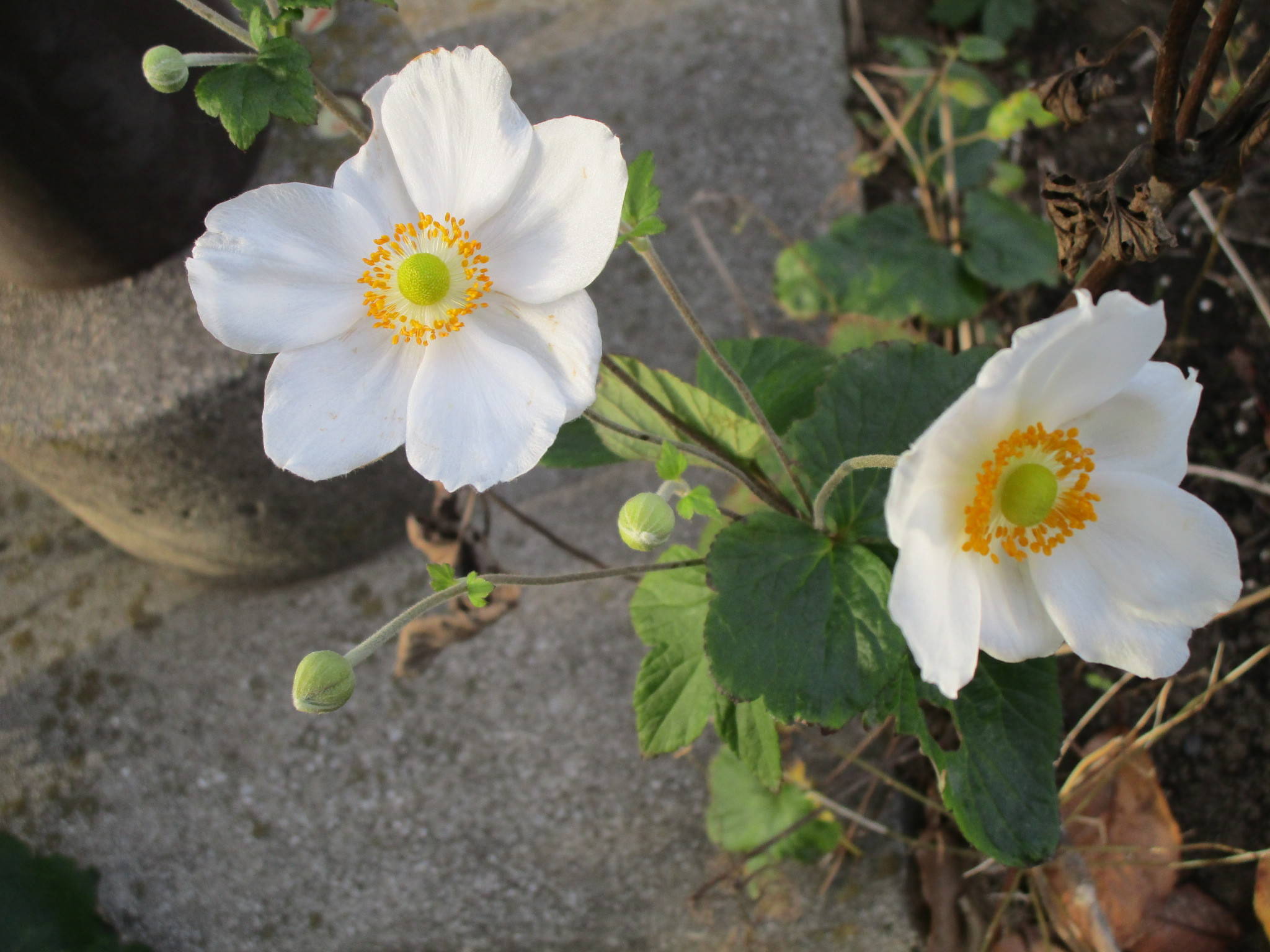 301116シュウメイギク