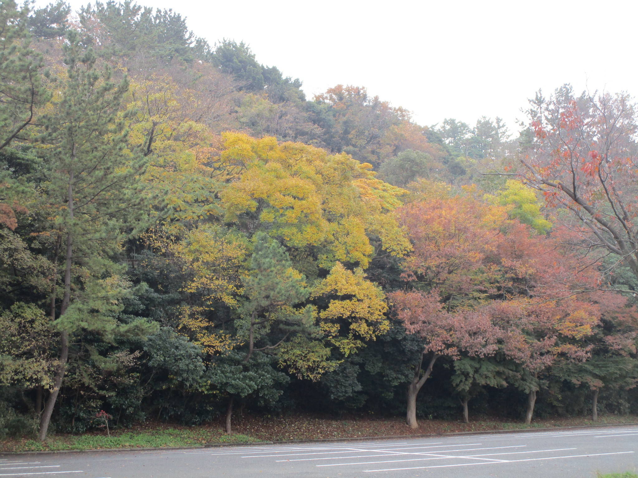 301207野島山