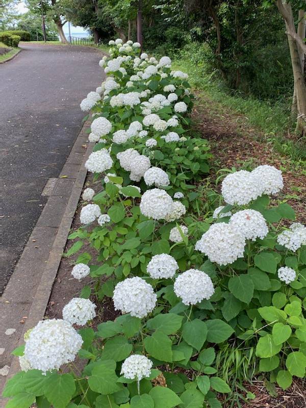 展望台の白い花々 ブログ 野島公園 旧伊藤博文金沢別邸公式サイト 公益財団法人 横浜市緑の協会