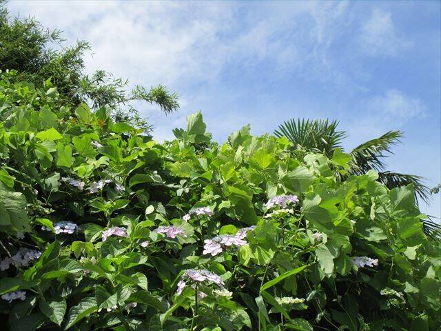 野島山アジサイと青空.jpg