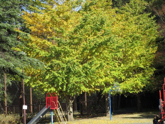遊具広場イチョウ.jpg