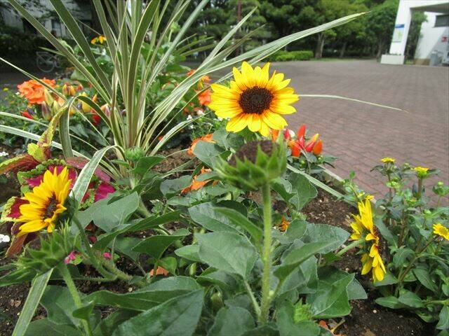ヒマワリ_R.jpg