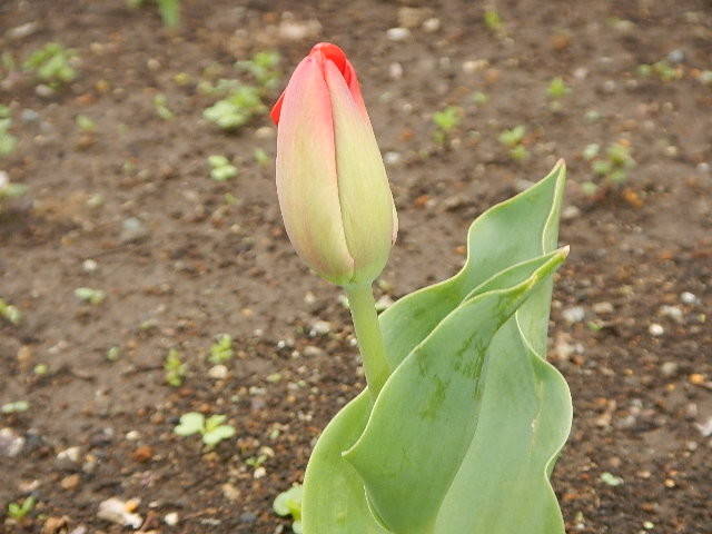 300323チューリップ.jpg