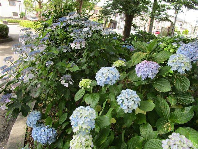 青系アジサイ.jpg