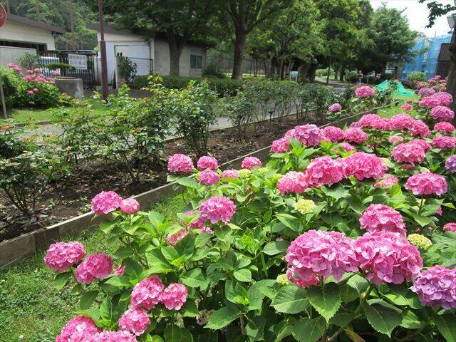 バラ花壇後ろピンクのアジサイ.jpg