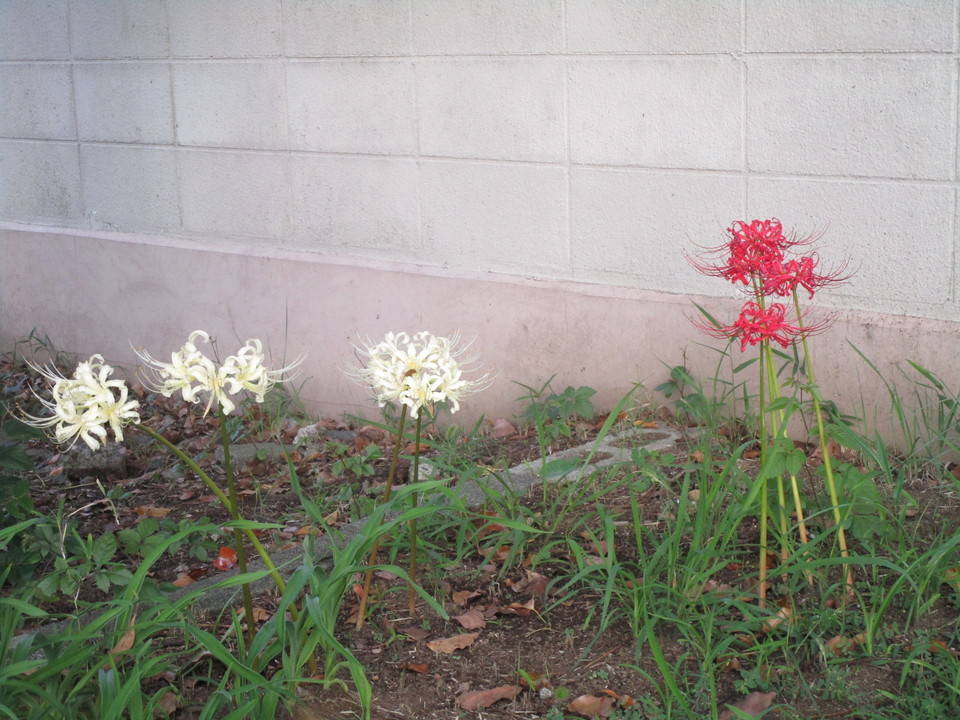 300923紅白彼岸花.jpg