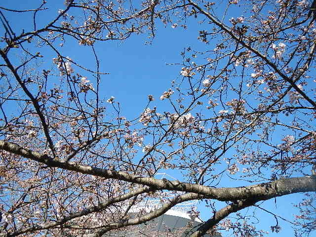 310324花.jpg