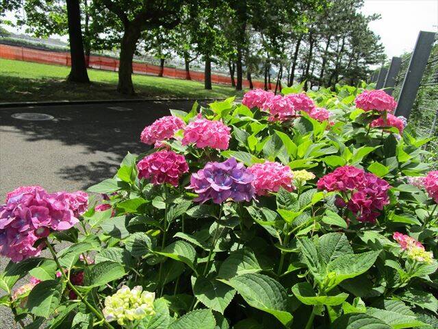 海岸園路赤紫アジサイ.jpg