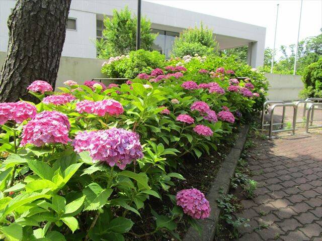 研修センターとピンクのアジサイ.jpg