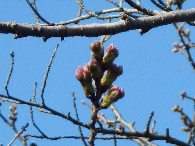 3月15日蕾アップ.jpg