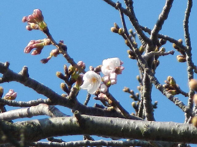 3月18日咲き始め.jpg