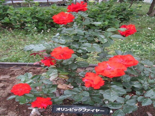 ブラスバンド ブログ 野島公園 旧伊藤博文金沢別邸公式サイト 公益財団法人 横浜市緑の協会