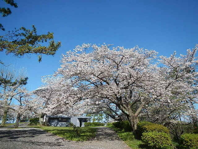 4月1日展望台周辺さくら.jpg