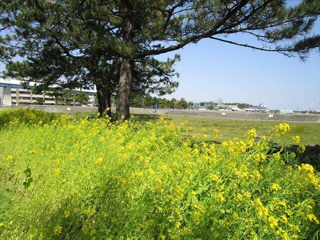 小公園菜の花.jpg