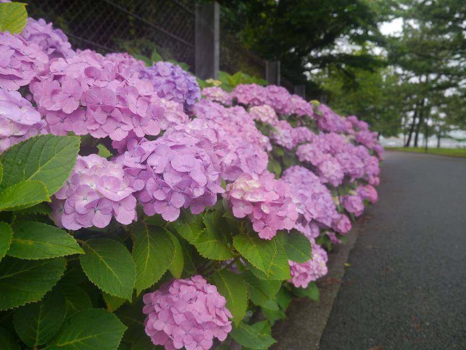 あじさい4.jpg