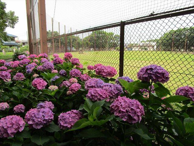 野球場周辺ピンクのアジサイ.jpg